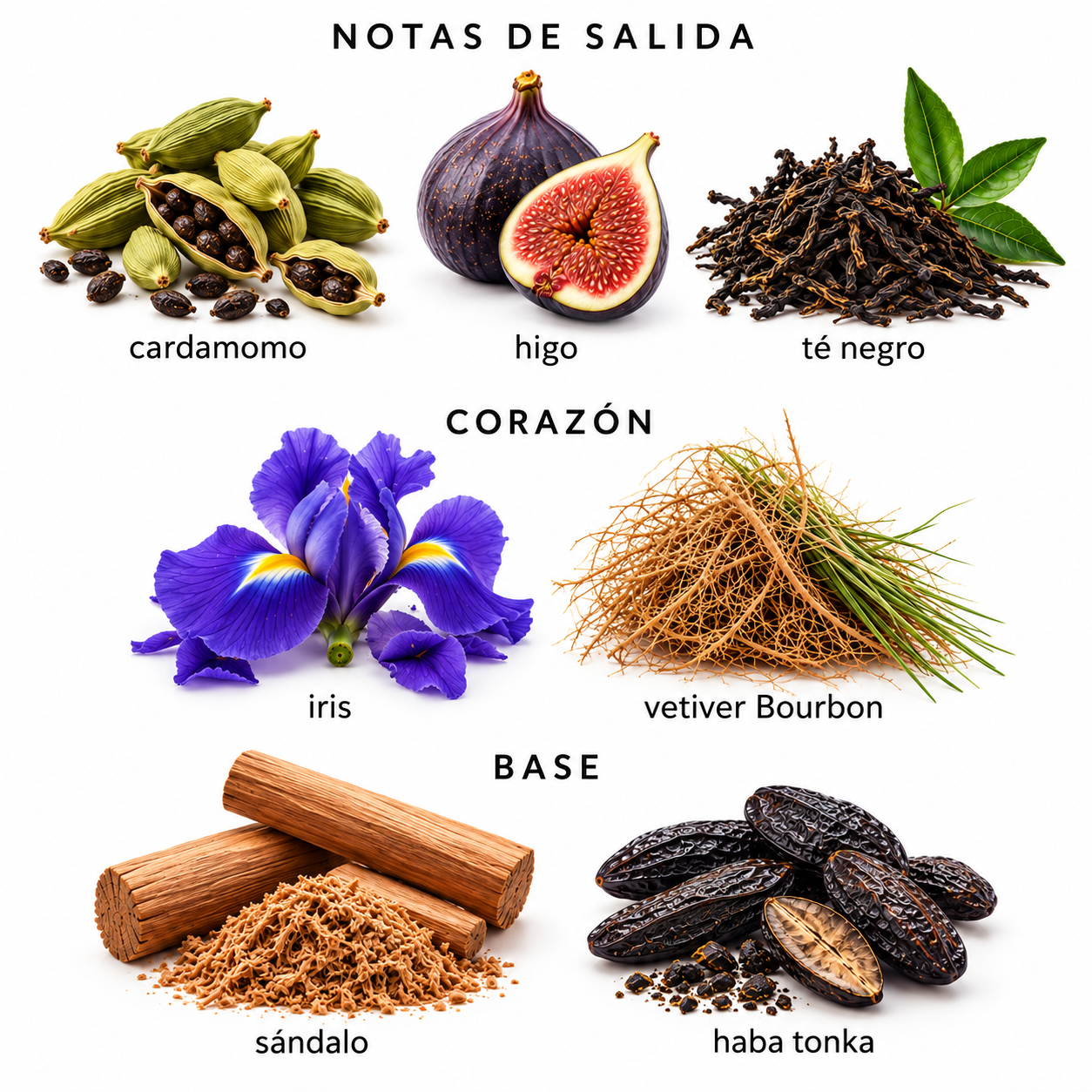 Pirámide olfativa de Gris Charnel de BDK Parfums sobre fondo blanco, con cardamomo, higo y té negro en la salida; iris y vetiver Bourbon en el corazón; y sándalo de India y haba tonka en el fondo.
